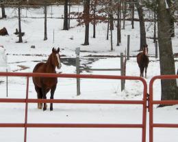 Horses in the snow.